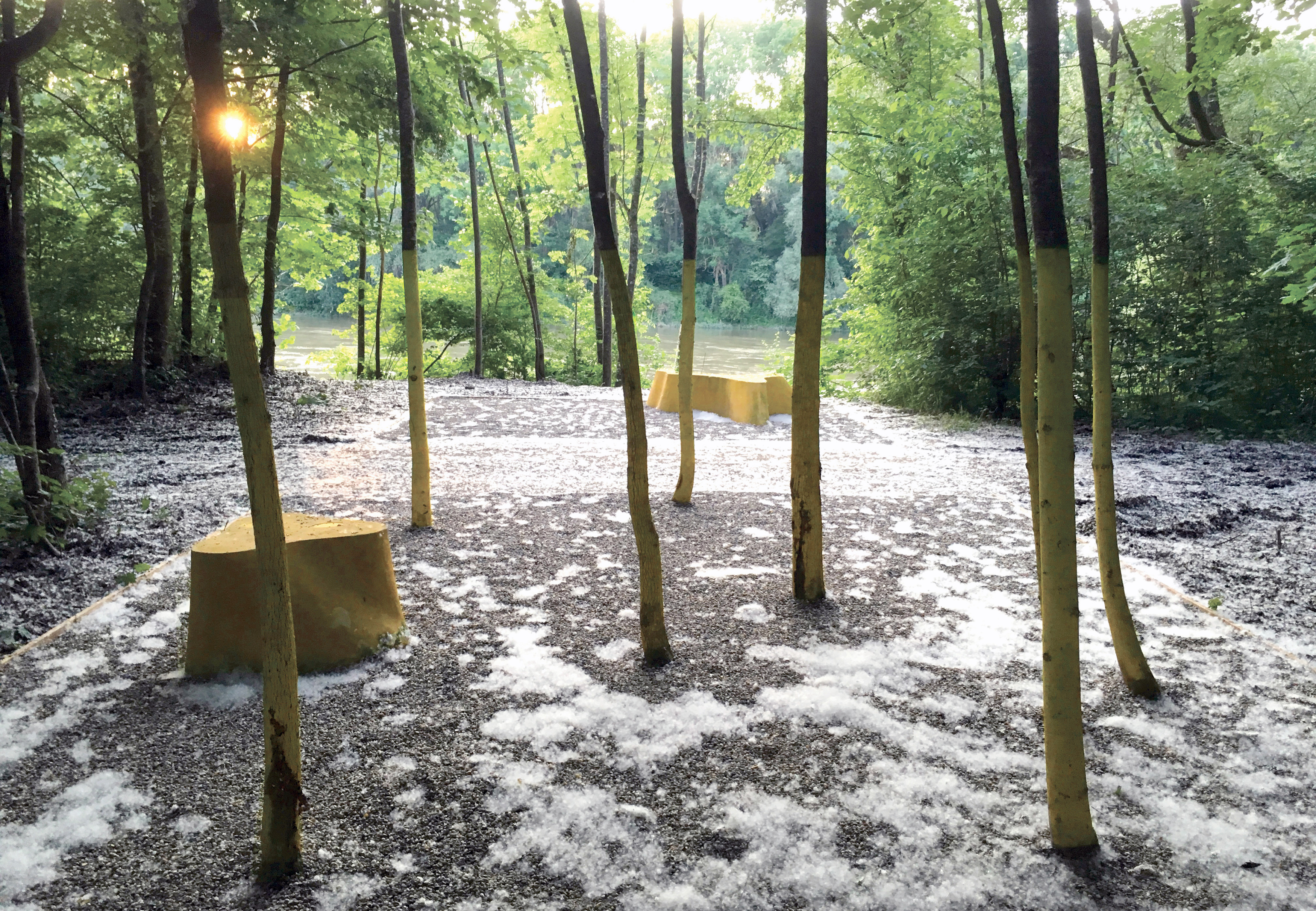"Lichtung" clearing(s) at the Danube / © Jann Averwerser
